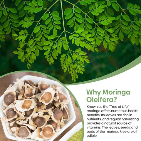 Groundio Moringa seeds packaging shown, ready for planting.