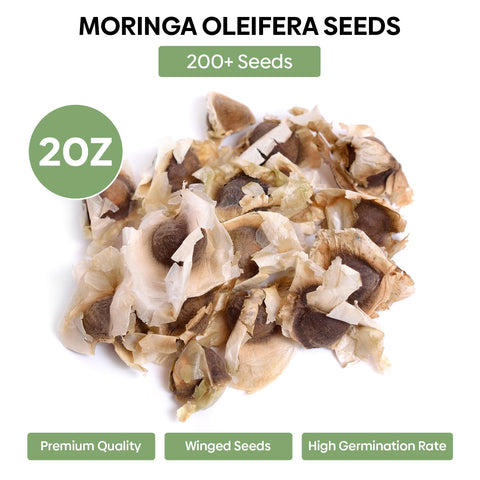 Groundio Moringa seeds soaked and prepped for faster germination in warm soil.