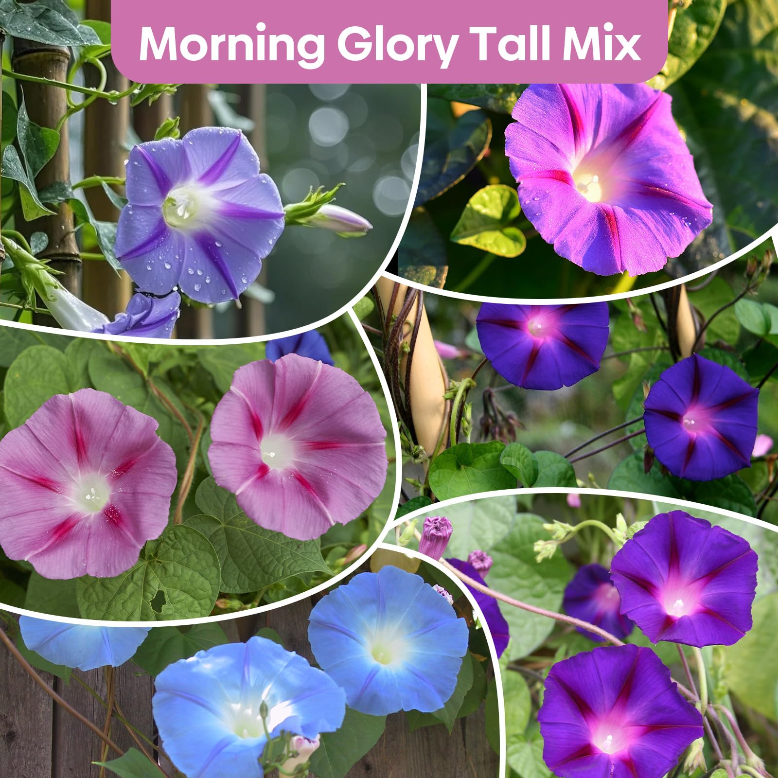 Groundio seeds close-up shows vibrant flower colors and confident climbing habit