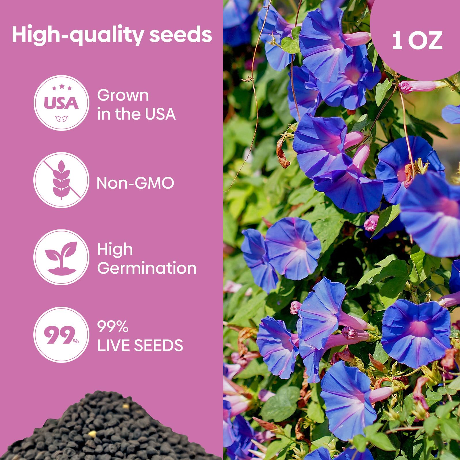 Groundio Morning Glory on a trellis demonstrates fast-growing, tall vines