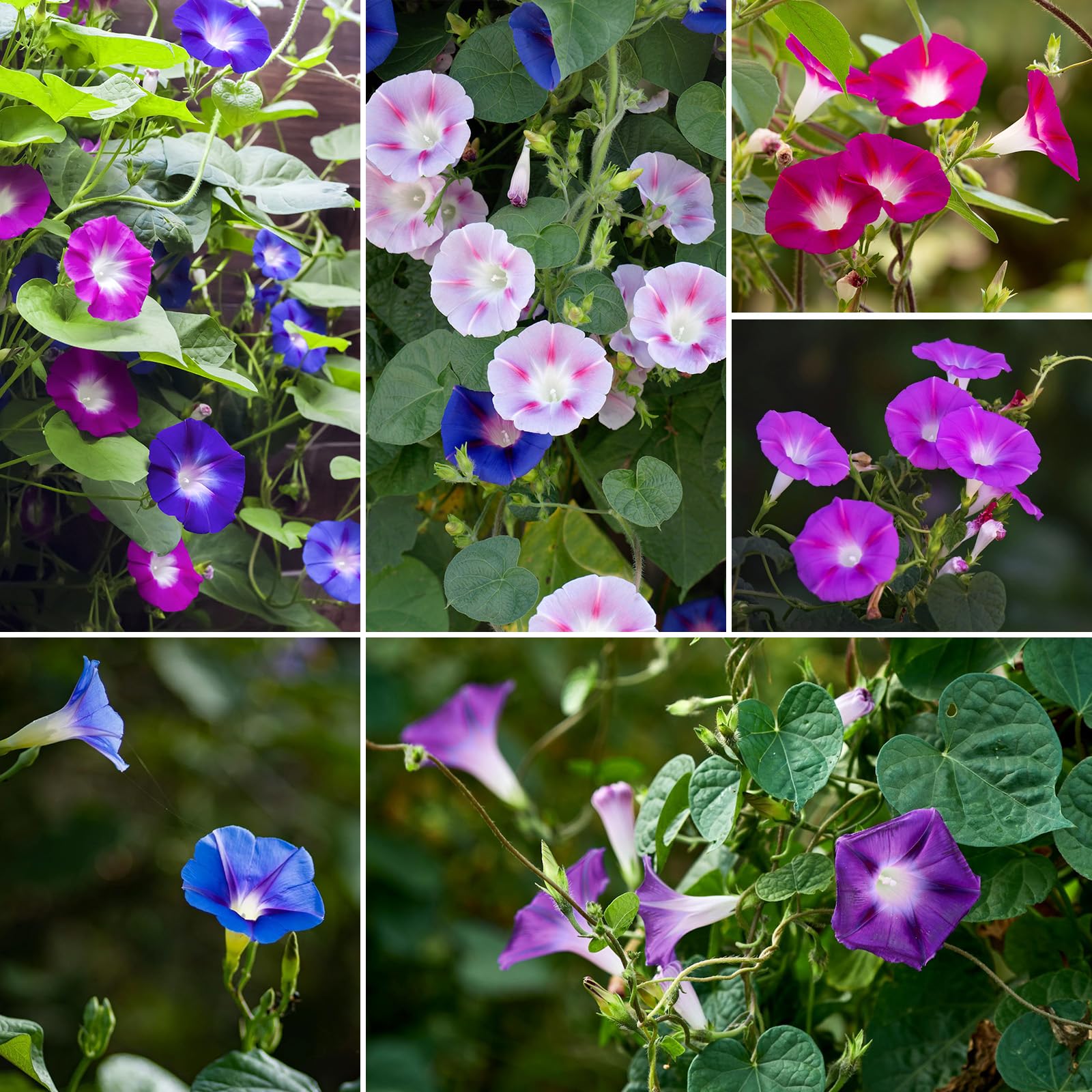 Groundio blooms attract bees and butterflies, promoting pollinator-friendly spaces
