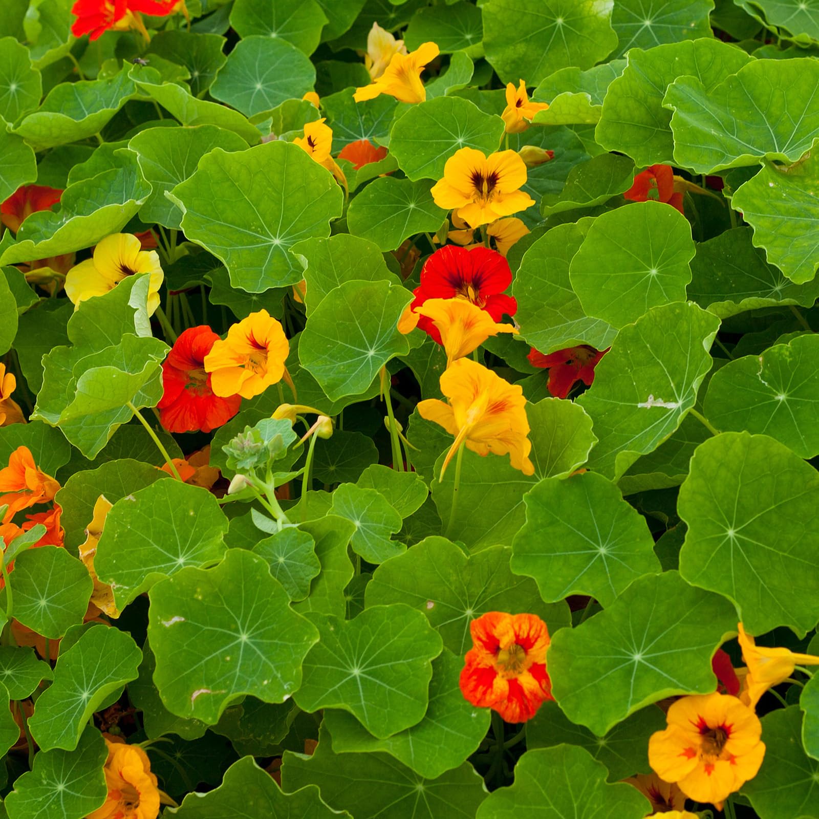 Groundio nasturtium 1-oz packet supplies over 200 seeds