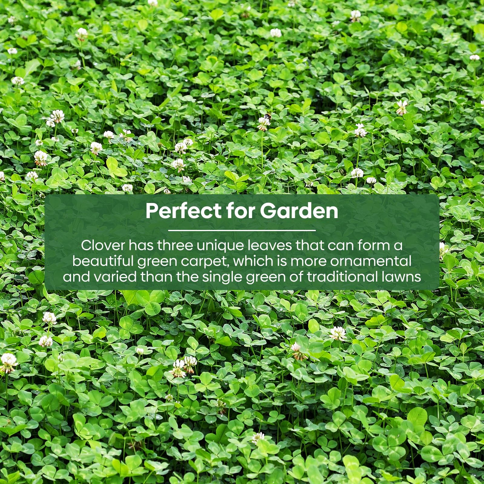 Groundio seeds support soil health via nitrogen fixation benefits.