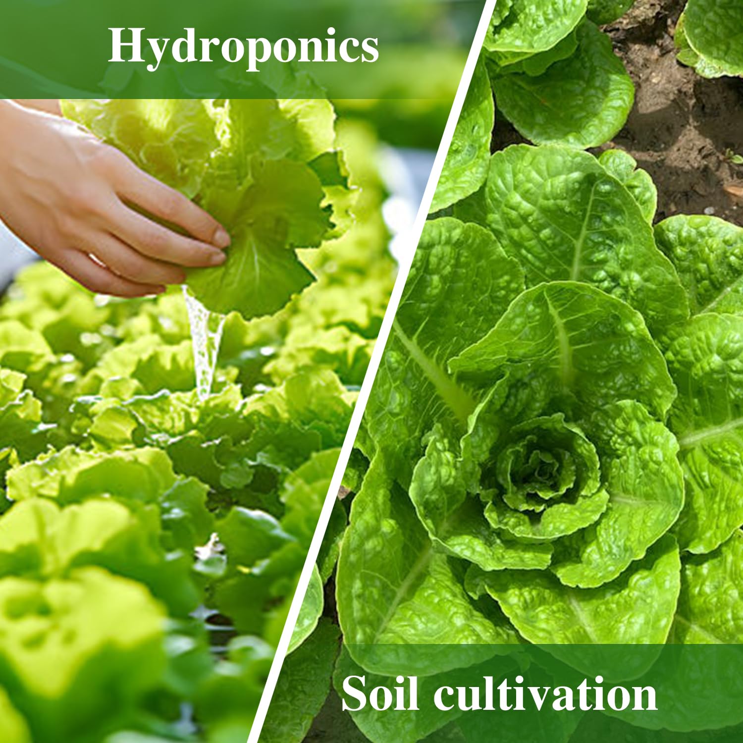 Groundio outdoor garden romaine harvest ready leaves
