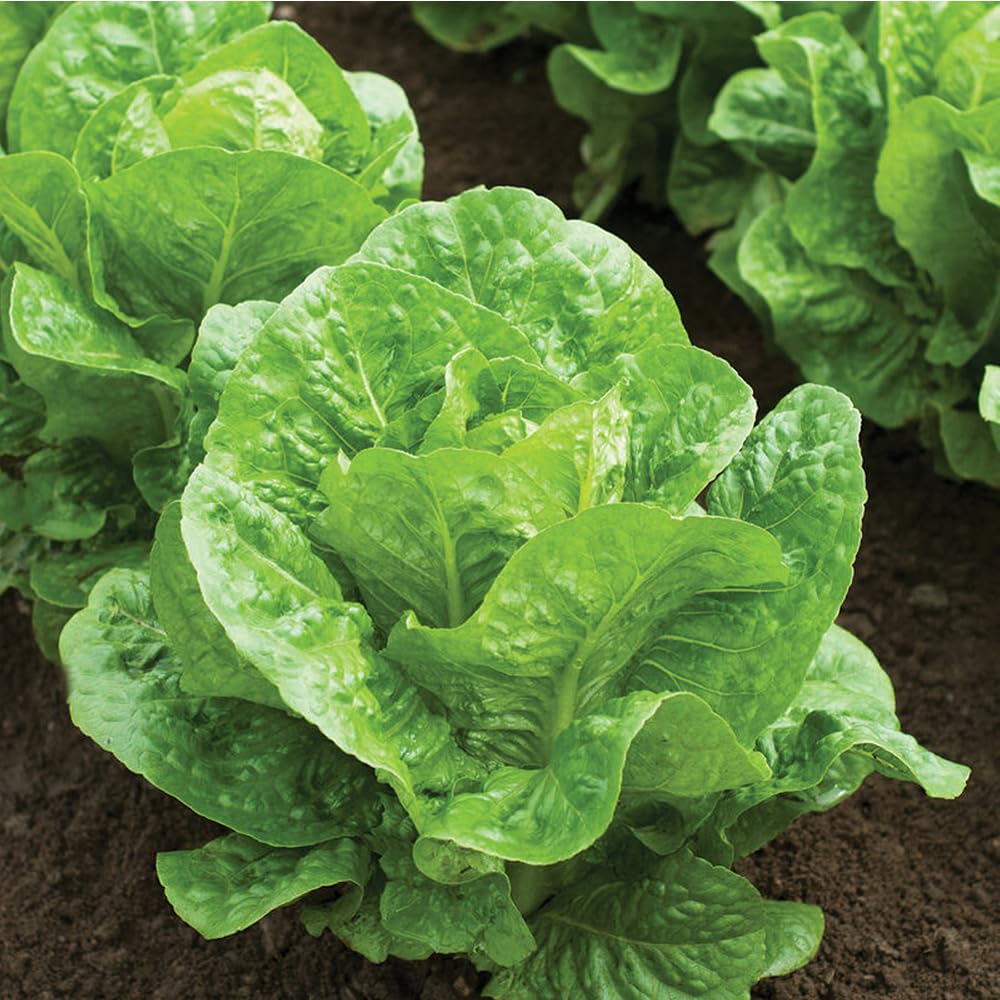 Groundio parris island romaine seeds packet ready for reliable germination in home gardens