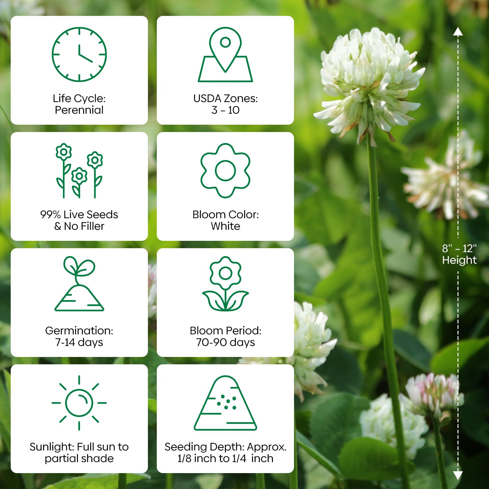 Groundio perennial clover ground-cover in a lush lawn setting