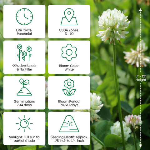 Groundio perennial clover ground-cover in a lush lawn setting