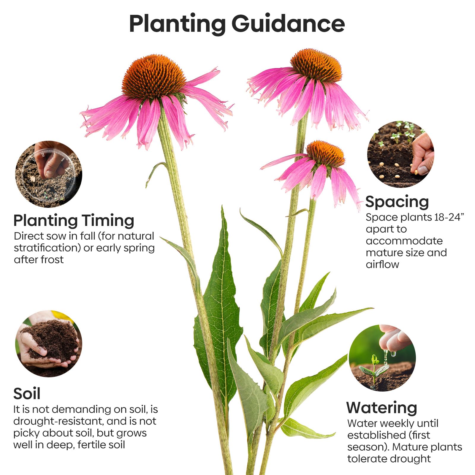 Groundio planting guide back of package with sowing steps.