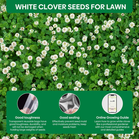 Groundio pollinator-friendly clover flowers attracting bees and butterflies
