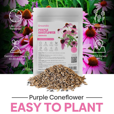 Groundio purple coneflower thriving in a garden border.