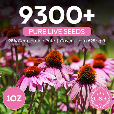 Groundio Purple Coneflower seeds close-up highlighting seeds ready for sowing.