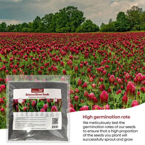 Groundio red clover flowers attract bees and butterflies for pollinator gardens.