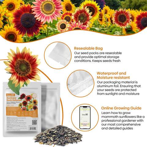 Groundio edible sunflower seeds ready for roasting or oil production.