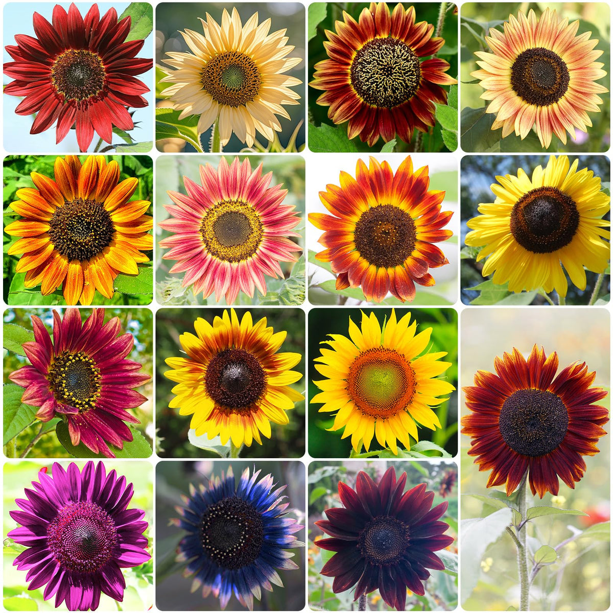 Groundio rainbow sunflower seeds planted in soil for a bright garden display.