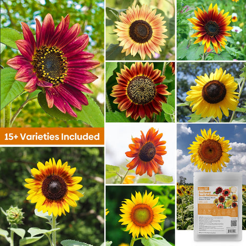 Groundio sunflowers attracting bees and pollinators in a garden.