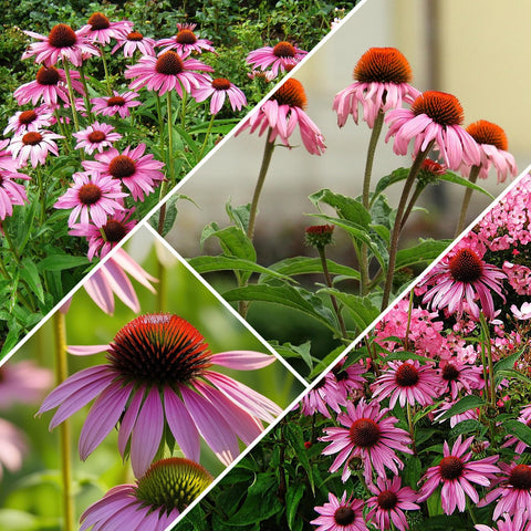 Groundio USA-grown coneflower field.
