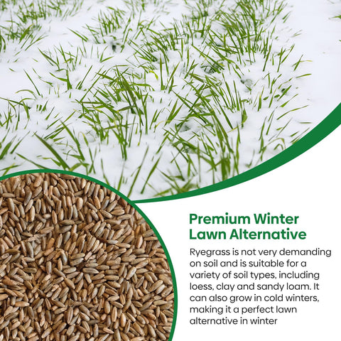 Groundio winter rye seeds grown in the USA for trusted quality.