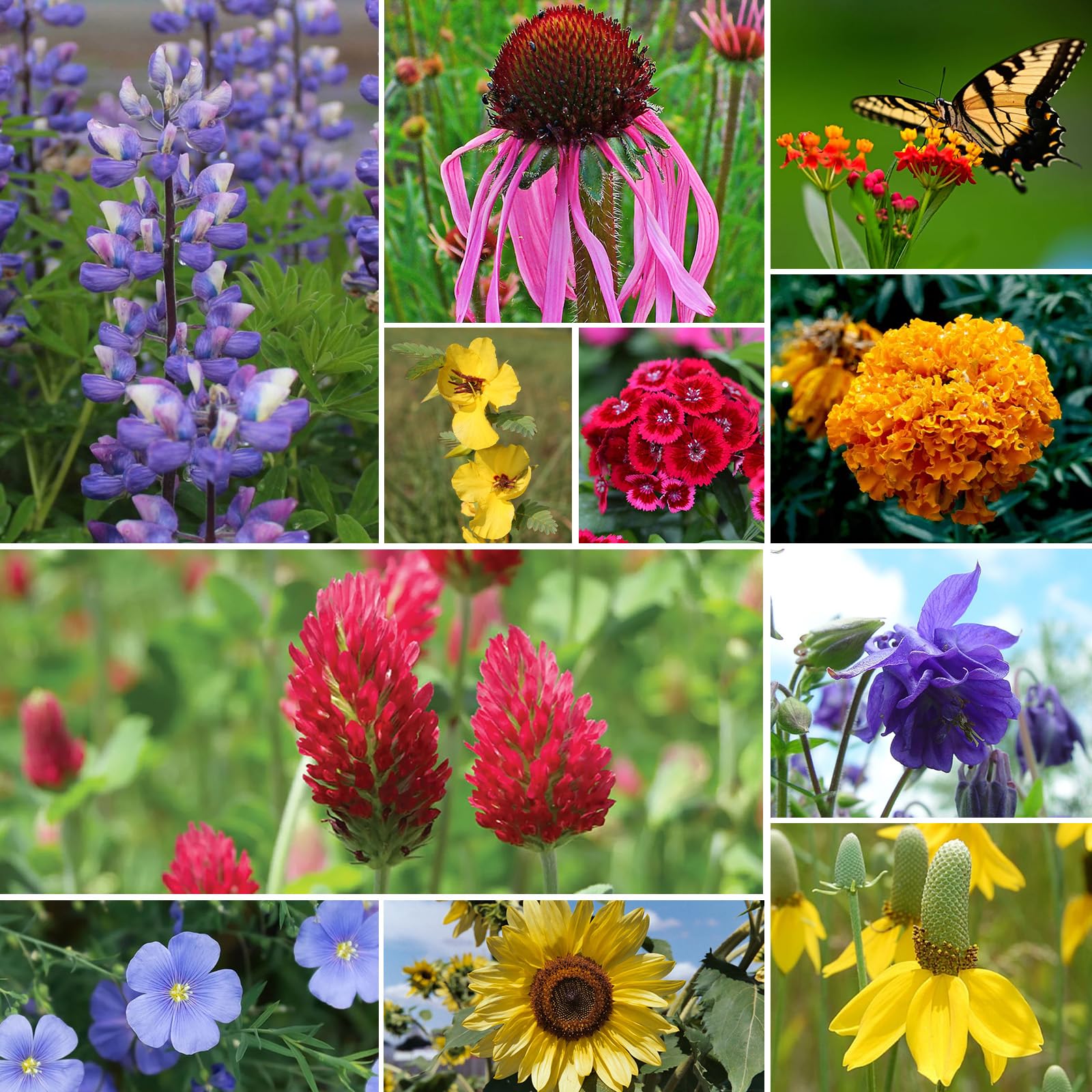 Groundio Wildflower Seeds Bulk resealable pack preserves freshness and shelf life.