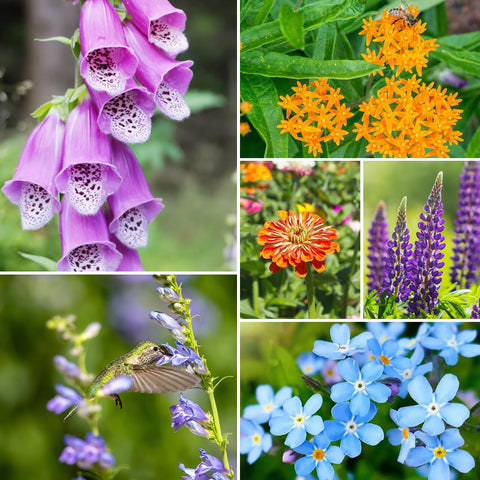 Groundio Wildflower Seeds Mix 28 varieties for colorful long-blooming garden