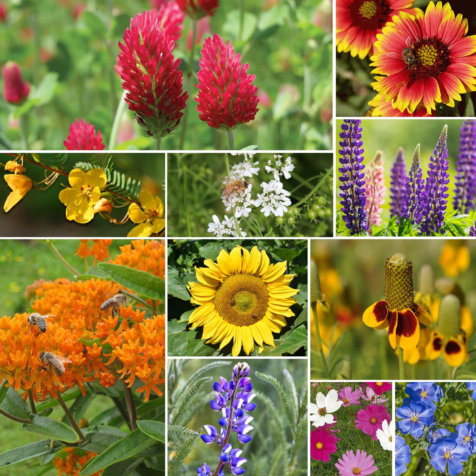 Groundio Wildflower Seeds Mix 50,000+ seeds for abundant germination potential