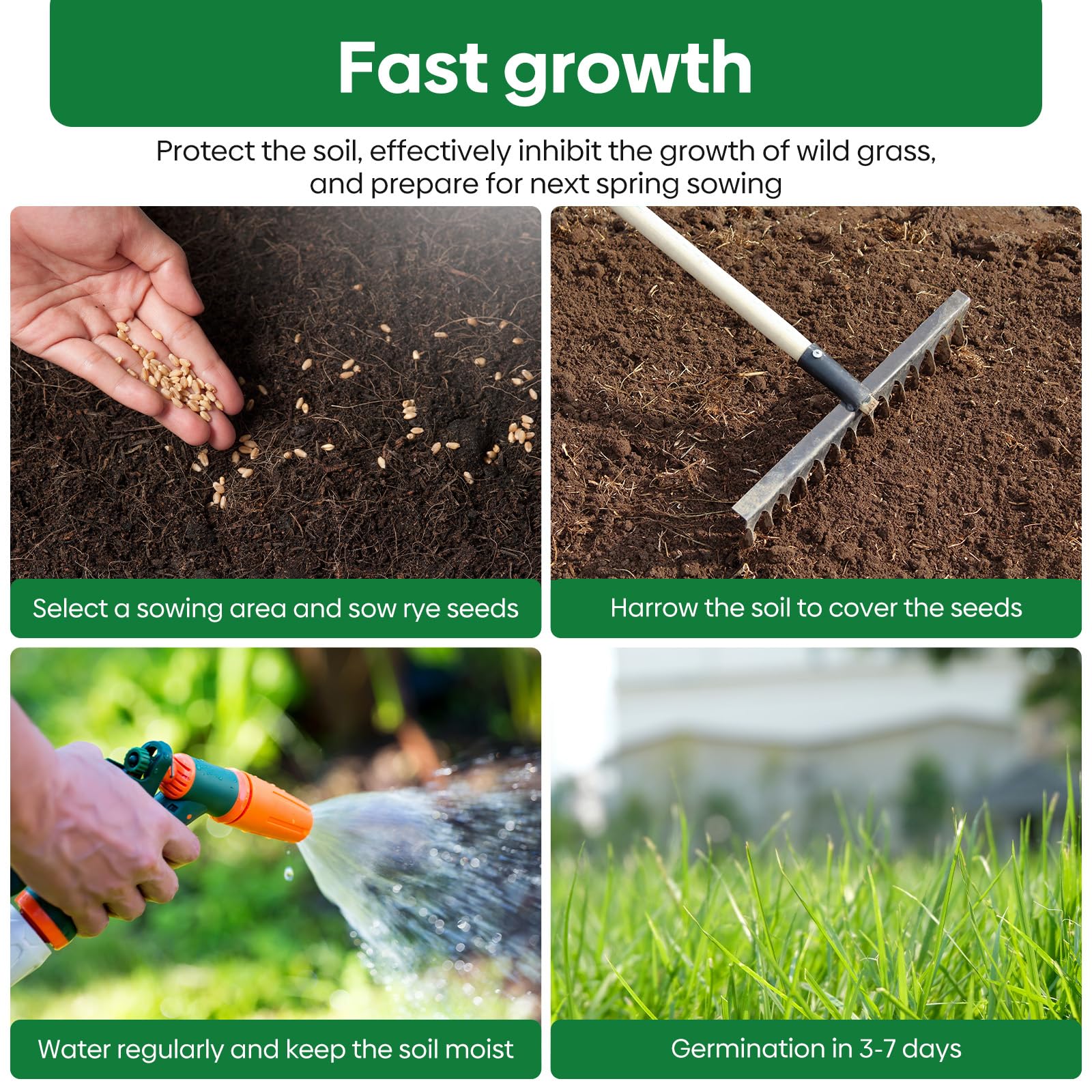 Groundio winter rye seeds adaptable to sandy and clay soils.