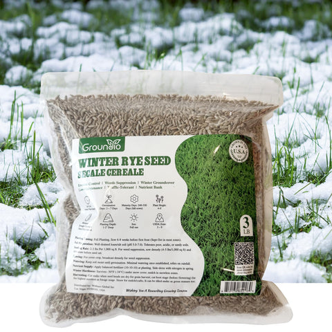 Groundio winter rye seeds for lawn replacement with rapid ground cover.