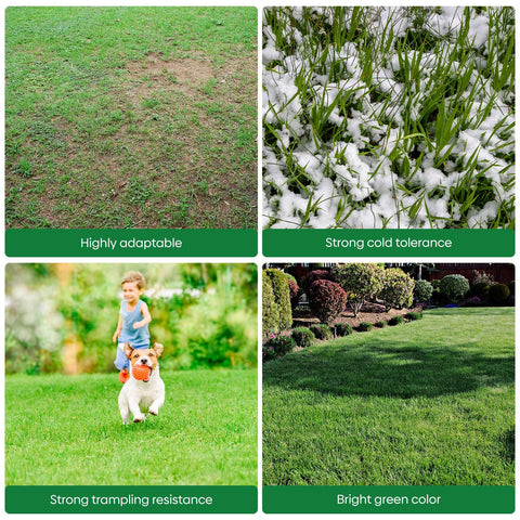 Groundio winter rye seeds providing weed suppression through dense cover.