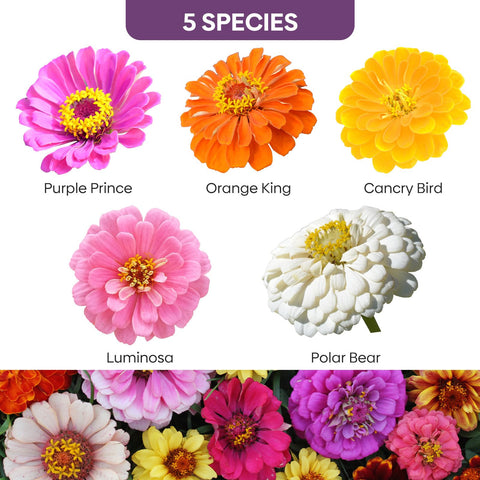 Groundio Zinnia seeds mix colorful blooms for vibrant garden displays.
