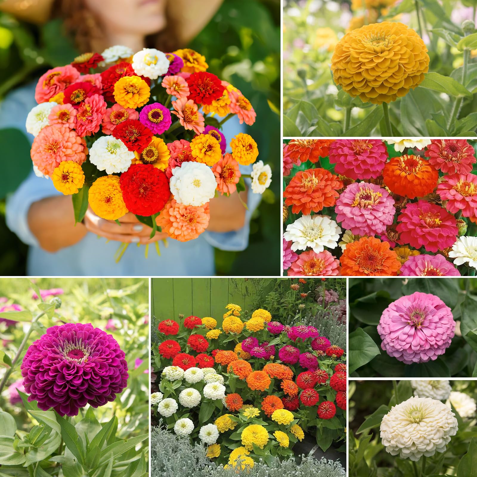 Groundio Zinnia seeds mix pollinator-friendly option for butterfly gardens.