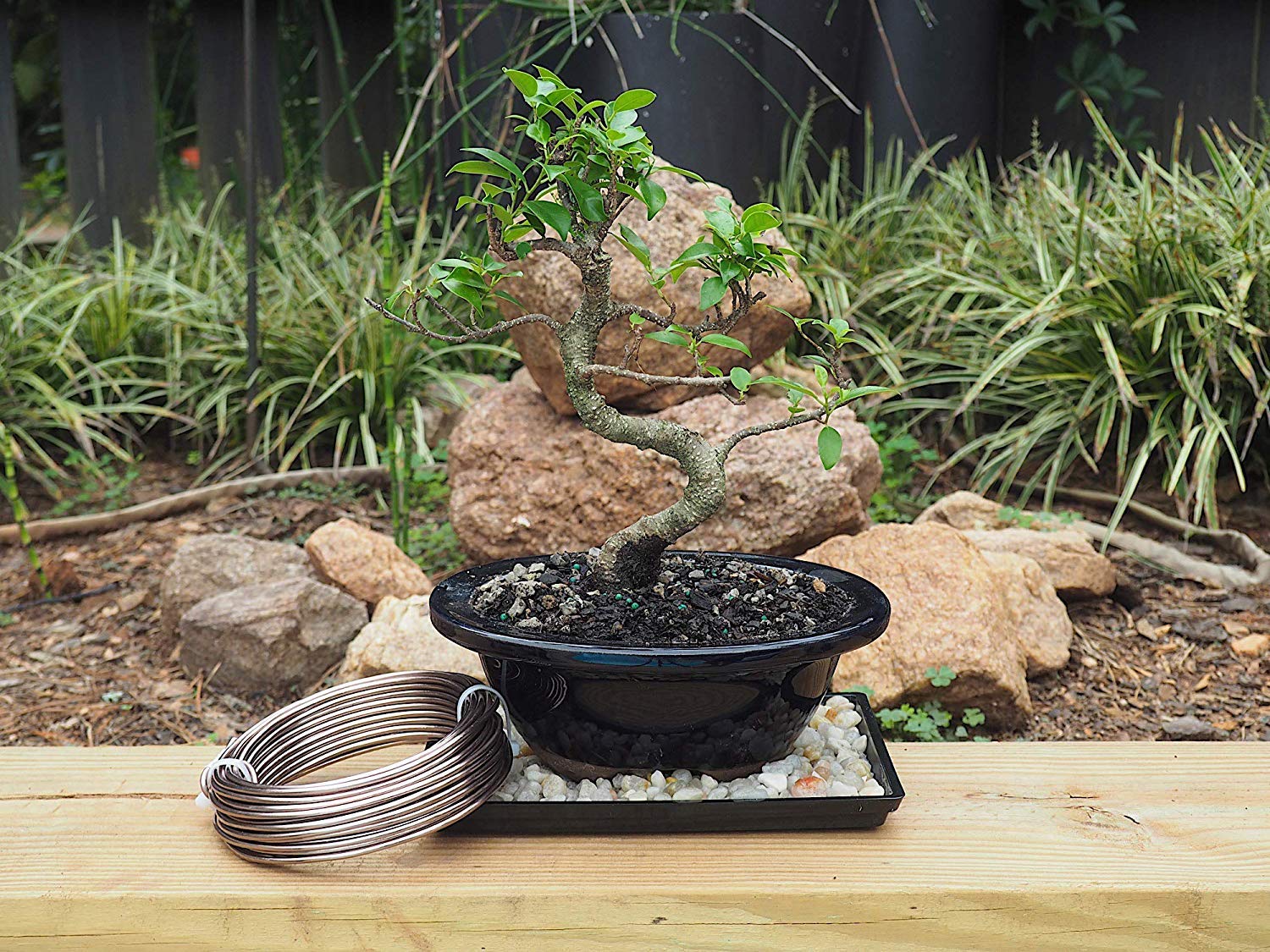 Grow A Bonsai Tree 4mm black anodized wire spool for durable hold.