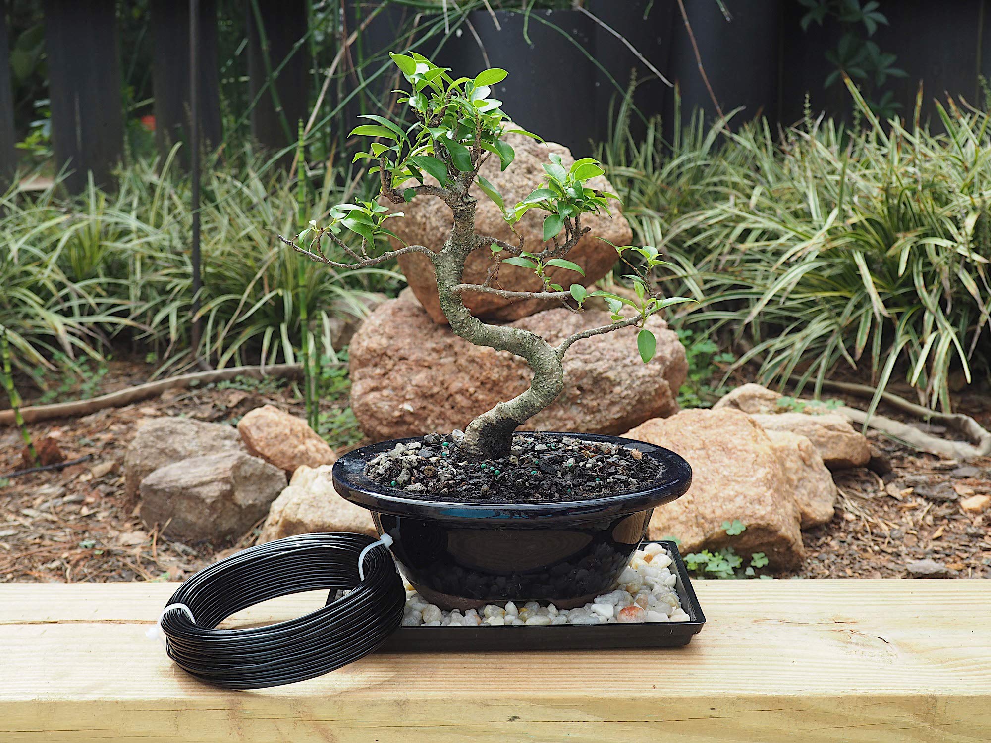 Grow A Bonsai Tree anodized wire bend demo shows easy shaping