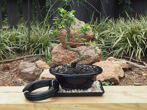 Grow A Bonsai Tree bonsai wiring setup demonstrates precise branch control.