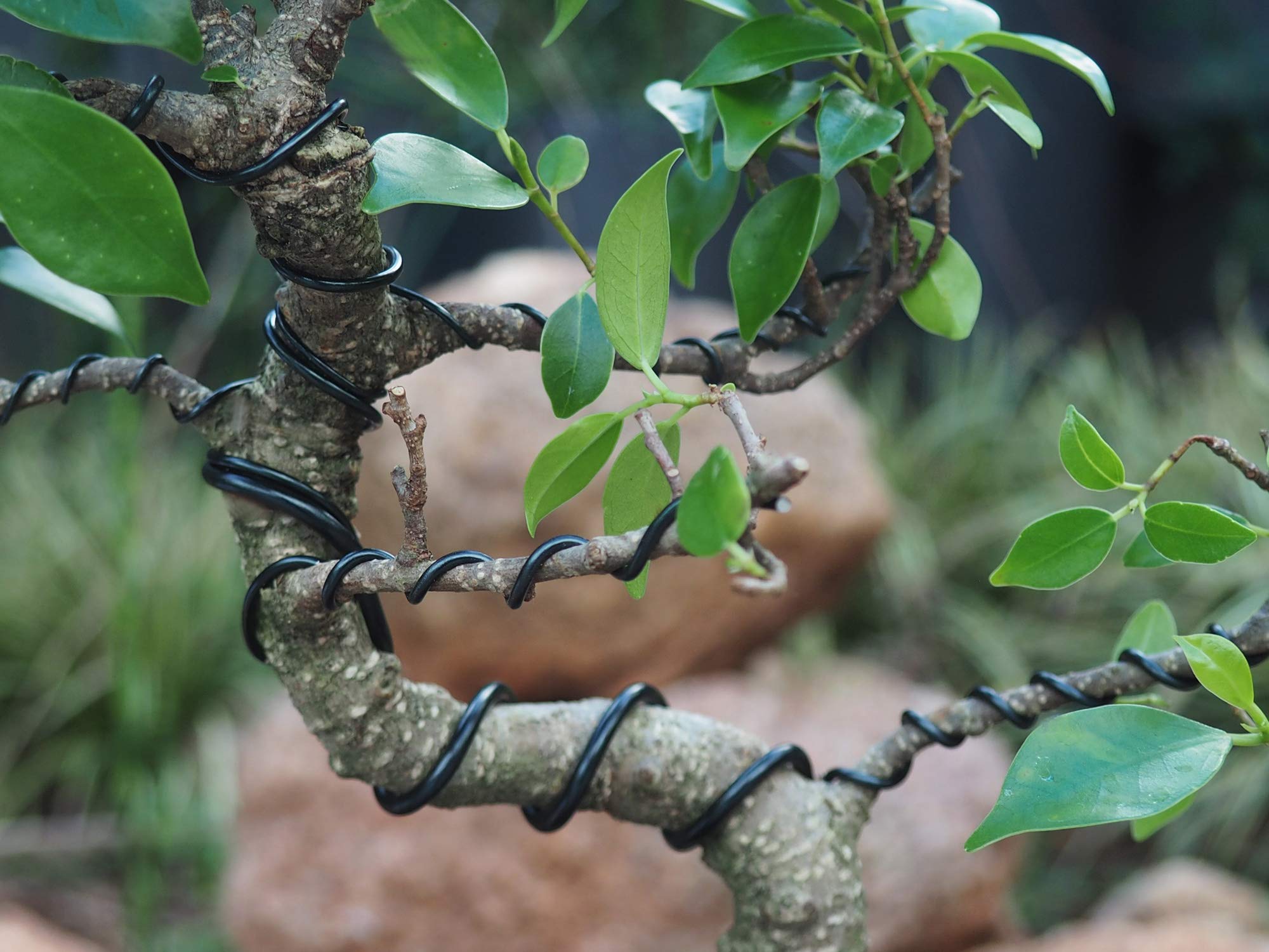 Grow A Bonsai Tree 2.5mm wire roll for strong structural support.