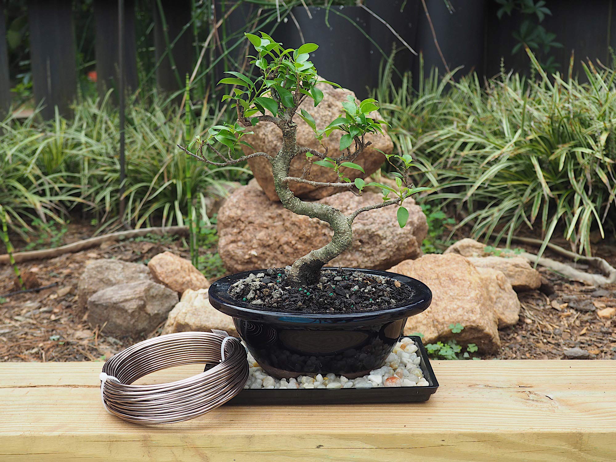 Grow A Bonsai Tree 95 ft wire roll close up showing ample length for projects