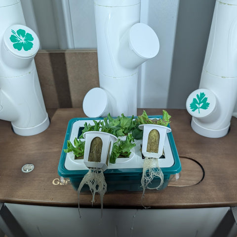Grow Cubes clear domed lid with humidity vent helps monitor sprouts without disturbance.