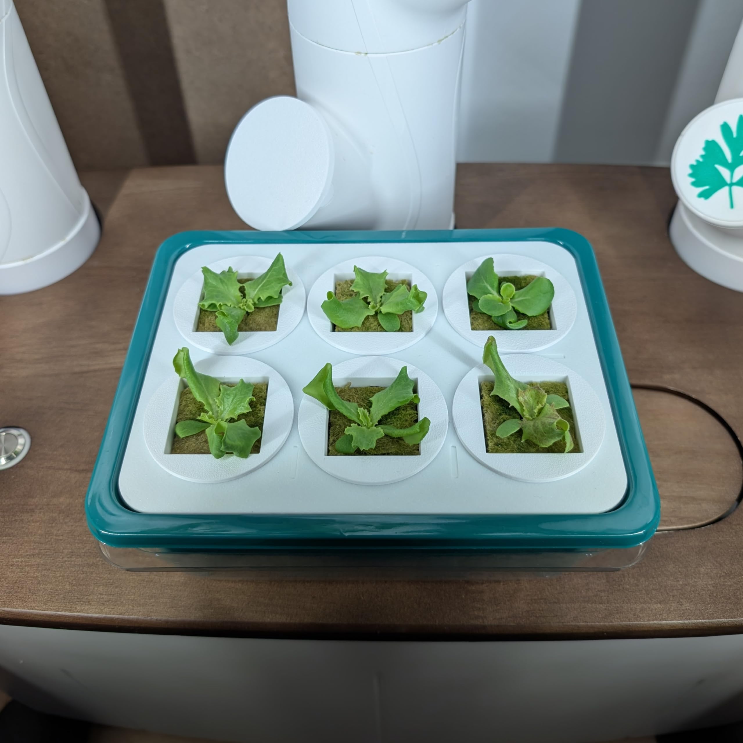 Grow Cubes water reservoir base provides a steady hydration source for young sprouts.