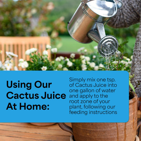 Grow More Cactus Juice helps leaves stay lush on succulents