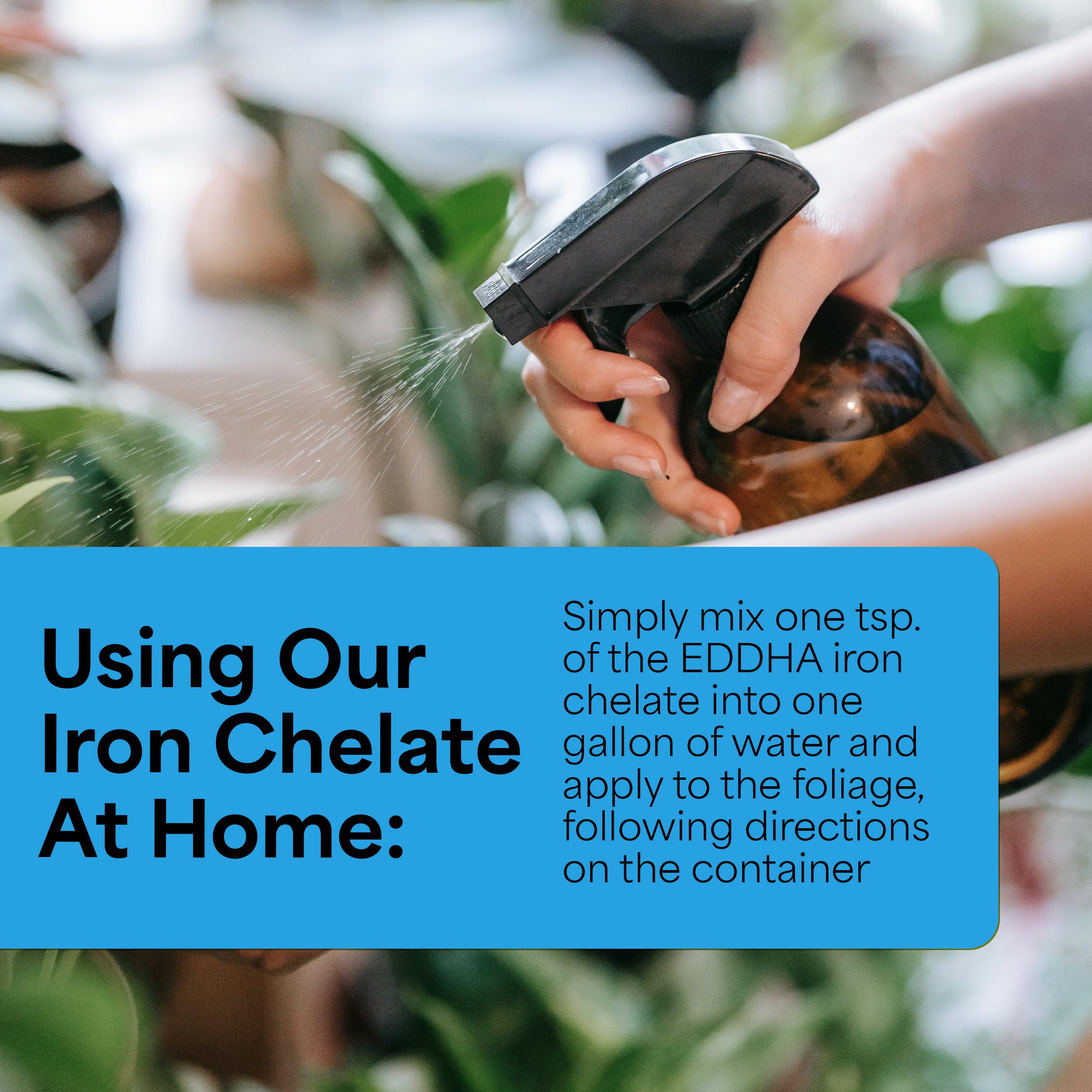 Grow More EDDHA Iron Chelate leaves appear greener and more even.