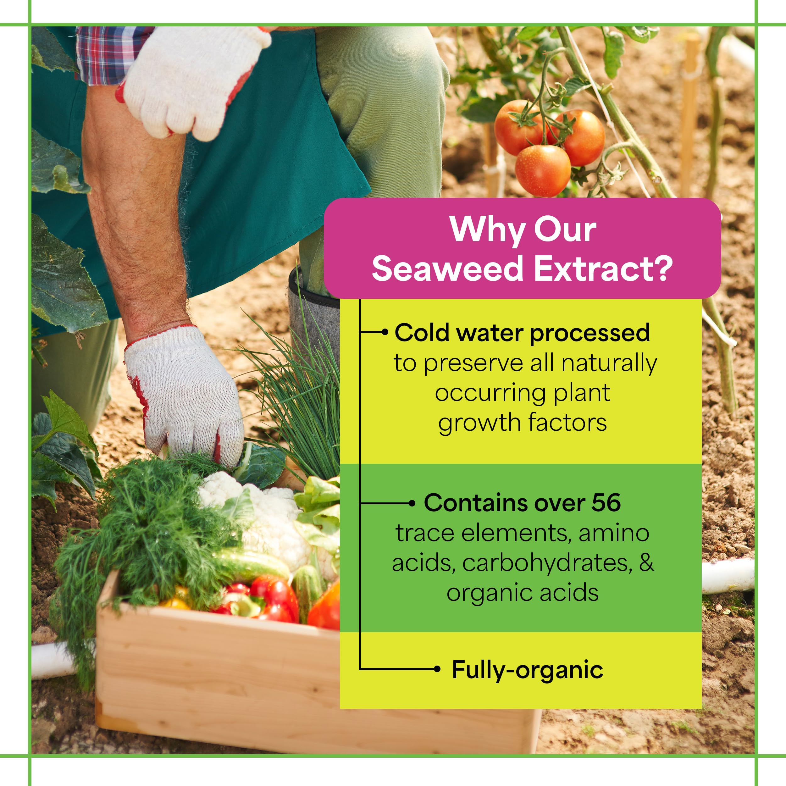 Grow More kelp fertilizer supports root development for healthier transplants.
