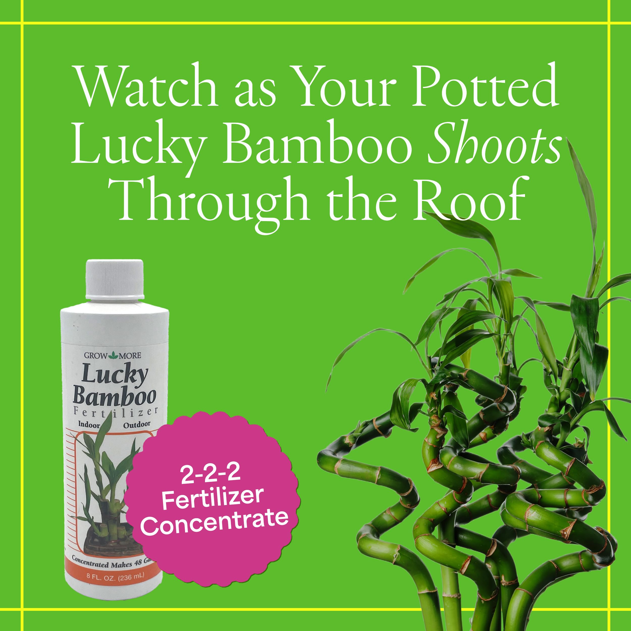 Grow More Lucky Bamboo Fertilizer pour demonstrates simple feeding.