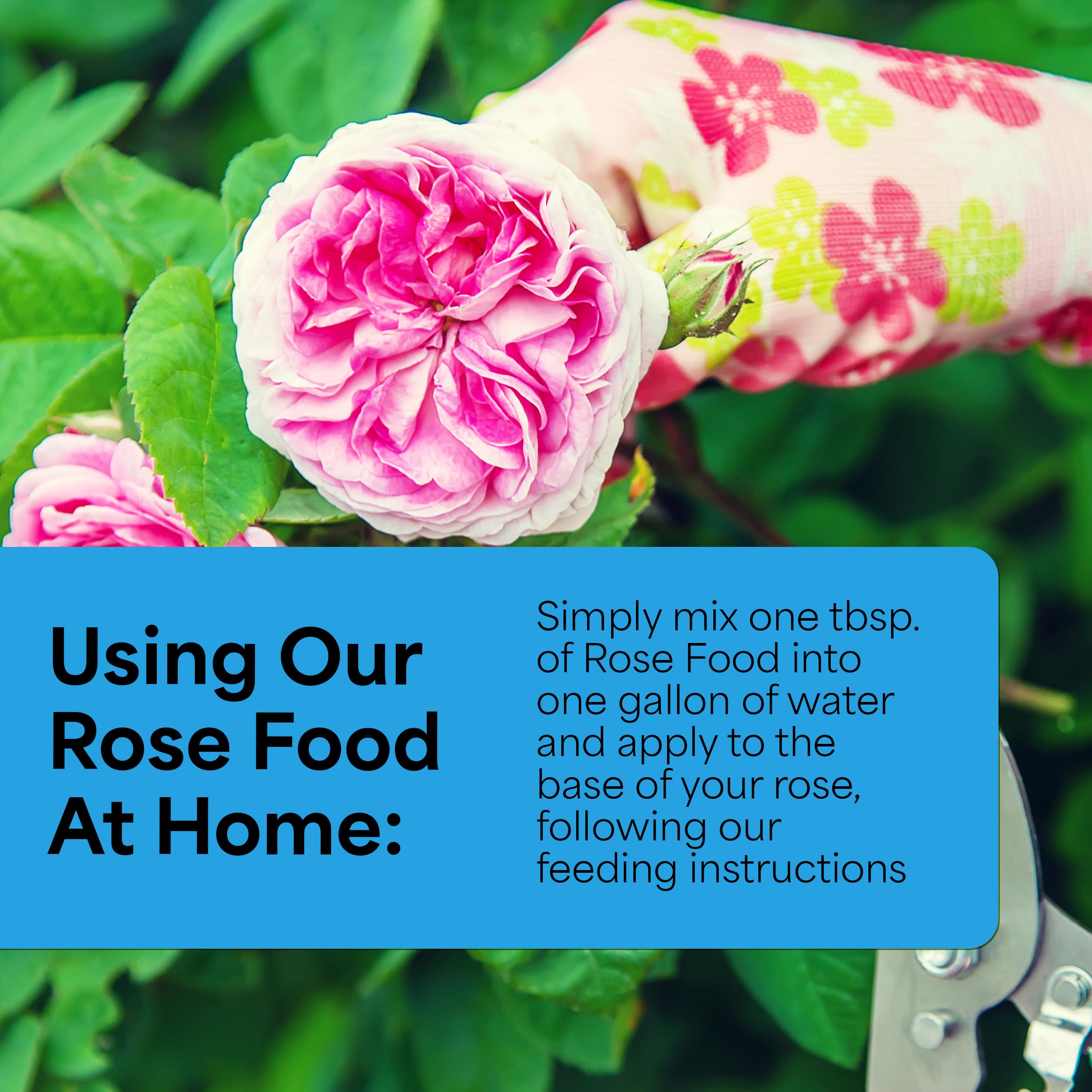 Rose bloom with Grow More Magnum Rose Fertilizer signaling lush growth and color