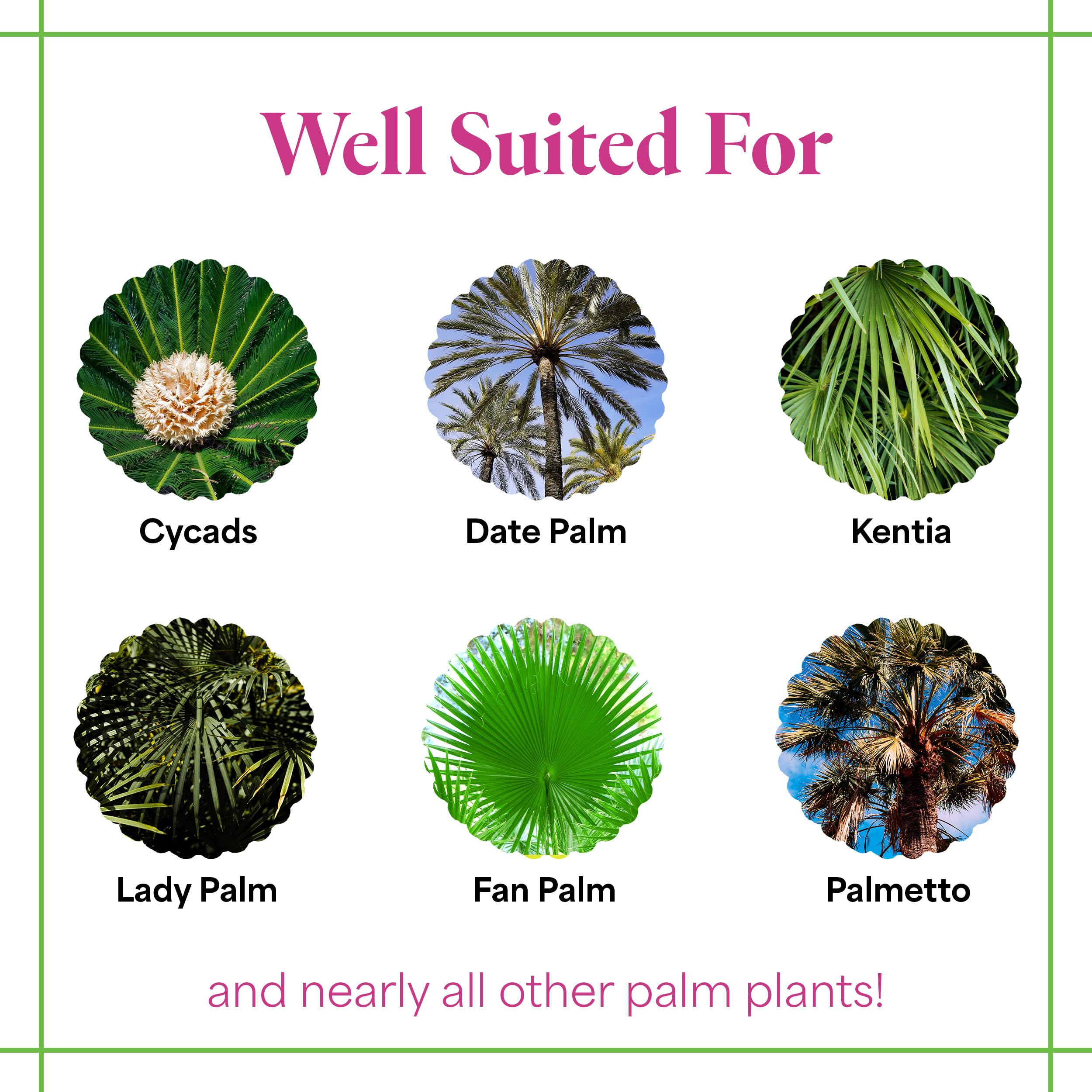 Foliar spray using Grow More Palm Food for supplemental foliage.