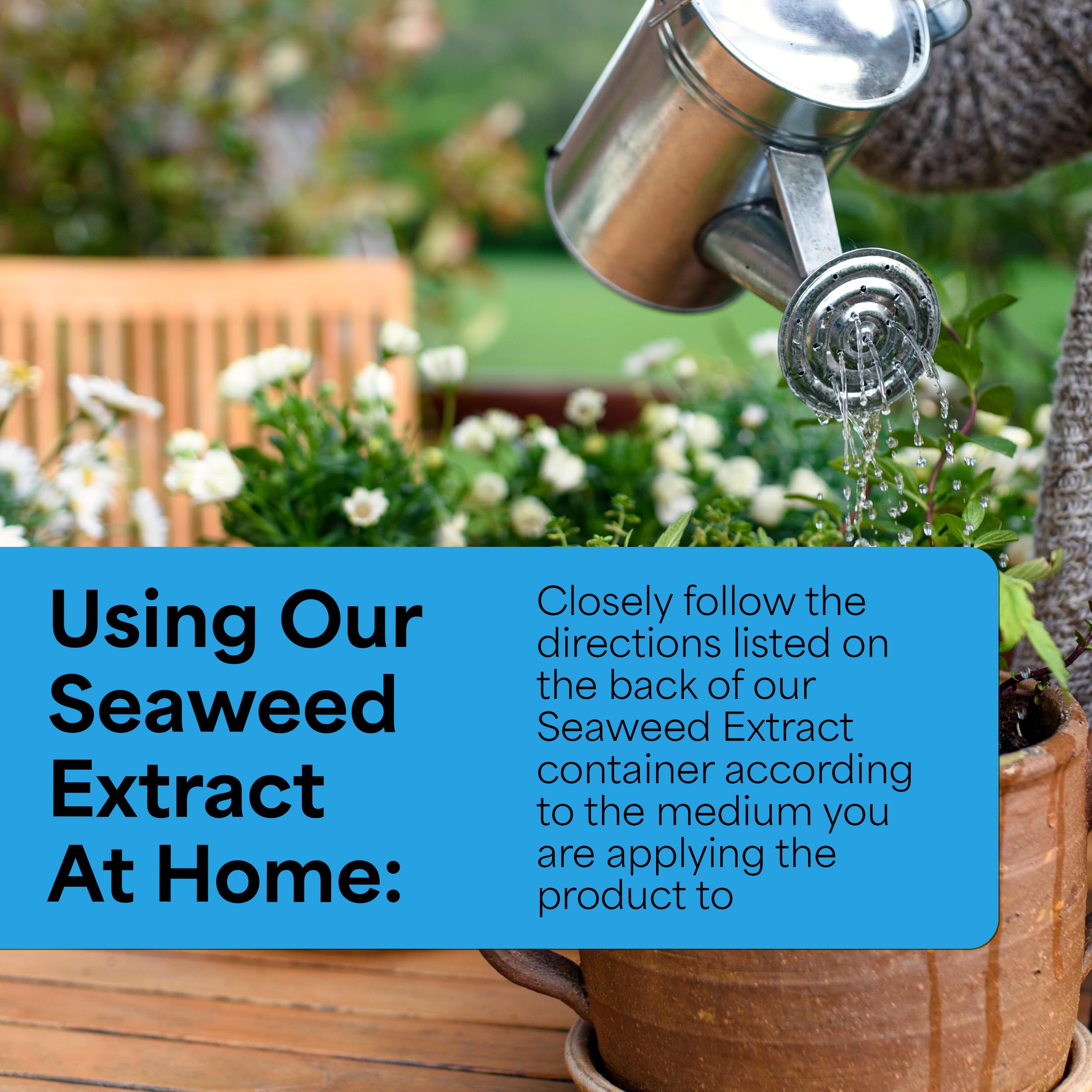 Grow More seaweed extract applied to transplant ready seedlings boosts vigor.