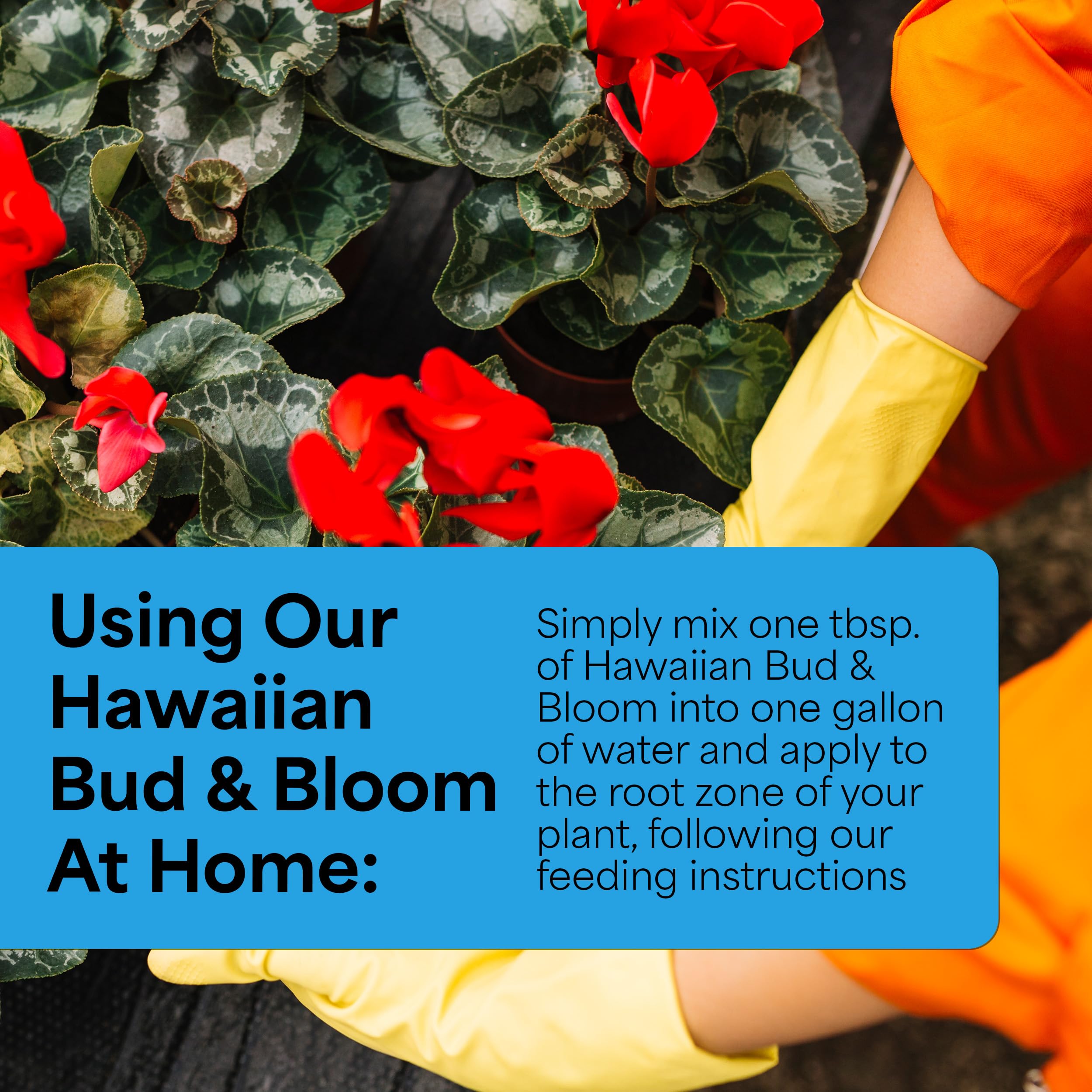 Grow More Urea-Free Hawaiian Bud & Bloom label detailing 5-50-17 formula and chelated micronutrients.