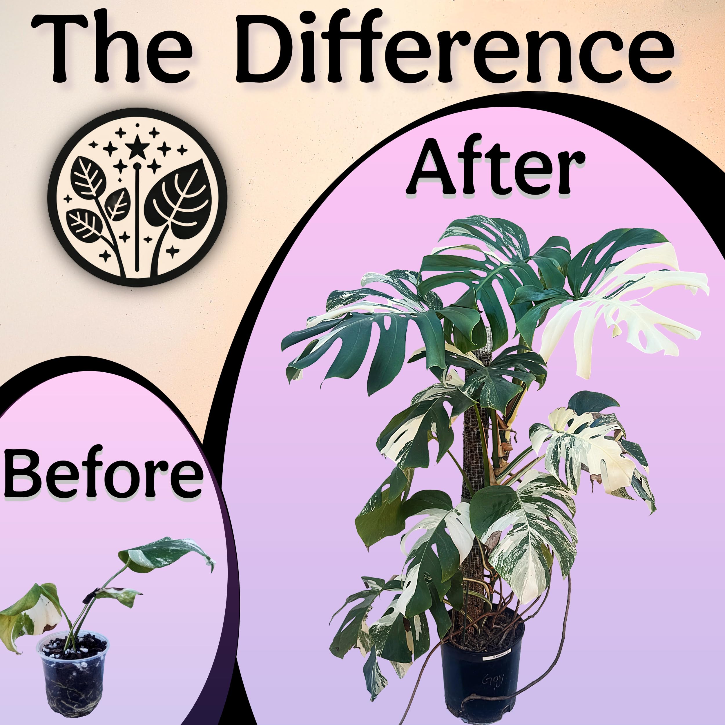 Grow Queen balanced NPK with micronutrients for robust growth.