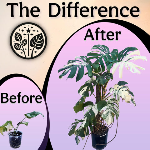 Grow Queen balanced NPK with micronutrients for robust growth.