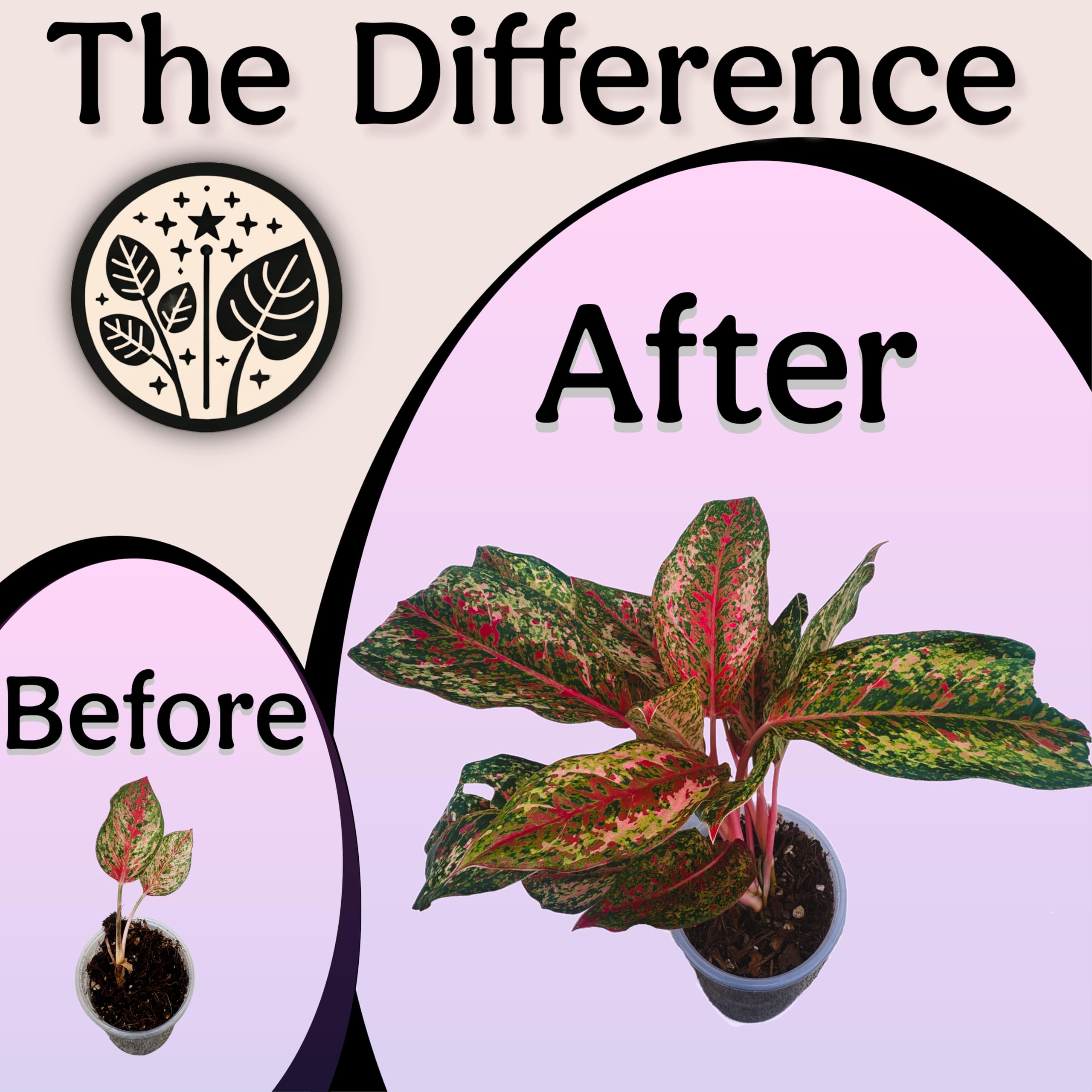 Grow Queen Biochar technology improves nutrient retention for thriving container plants.