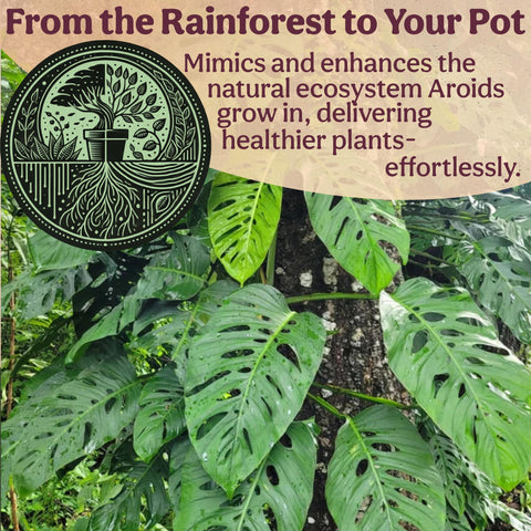 Ready-to-use Grow Queen Craft Aroid Potting Mix in a potting scenario