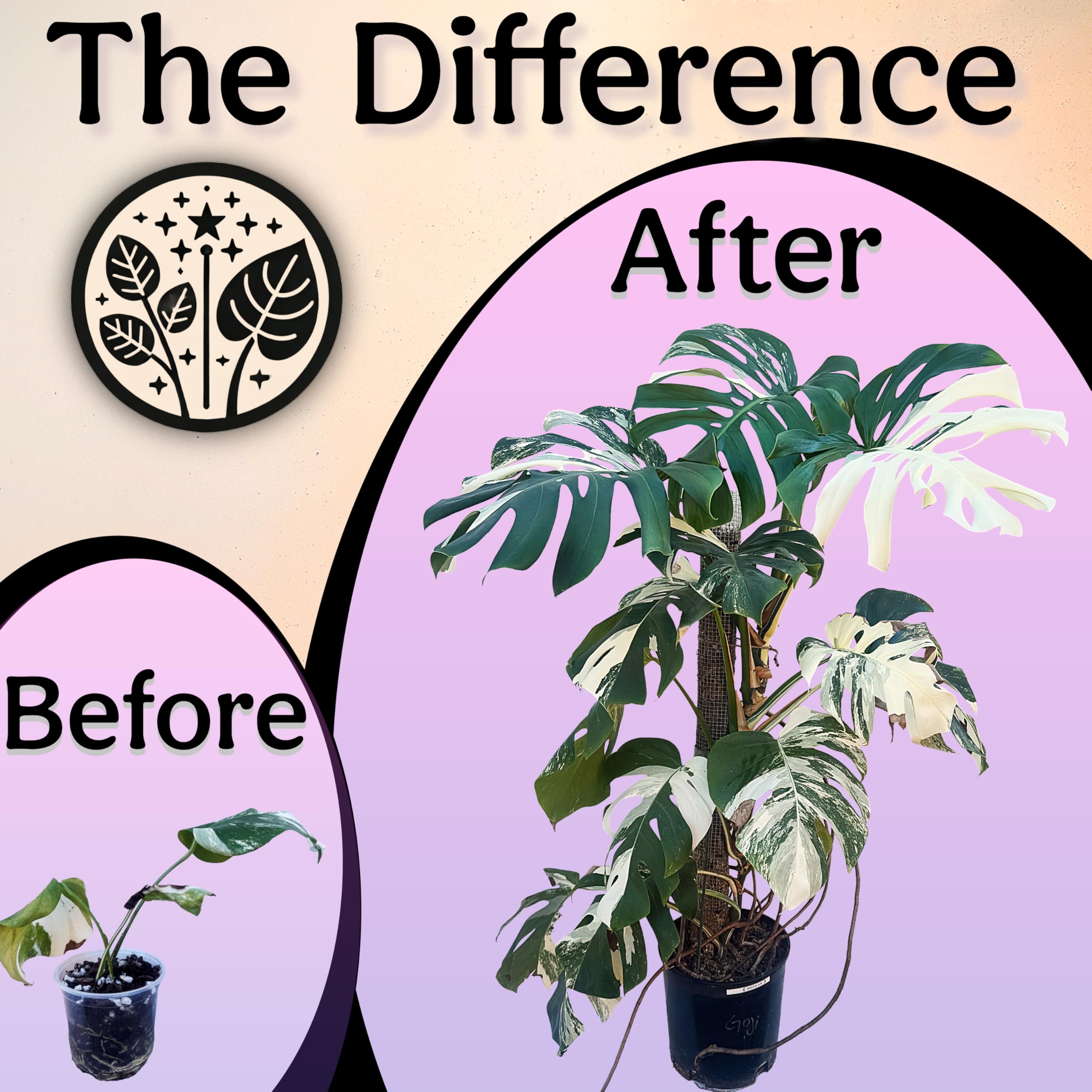 Grow Queen easy daily indoor plant feeding routine