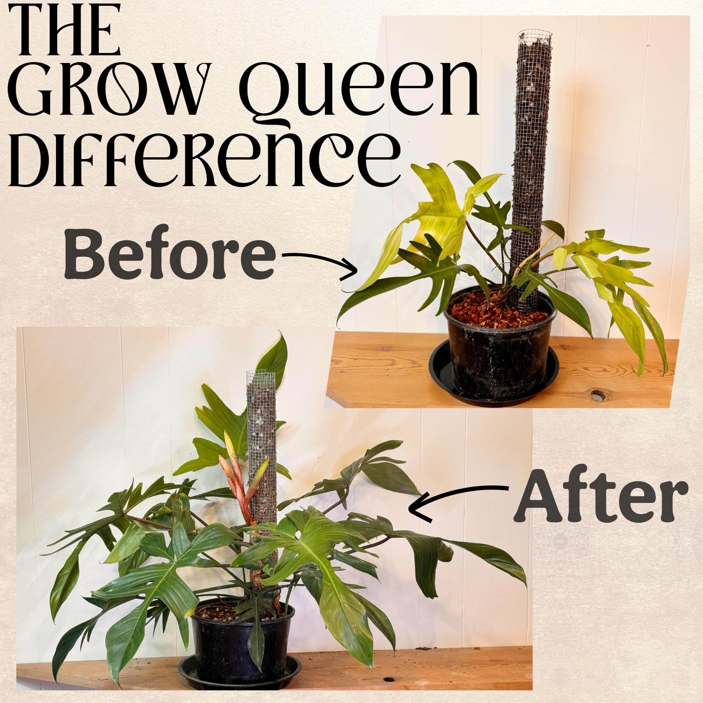 Grow Queen garden bed starter scene indicating versatile use in outdoor soil.